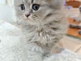 British longhair yavrularim
