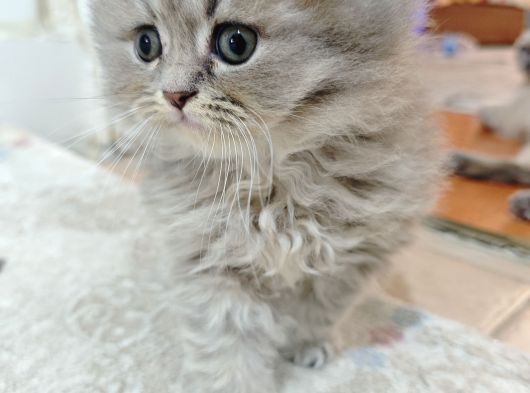 British Longhair Yavrularim