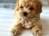 IRK GARANTİLİ MALTİPOO YAVRULARI