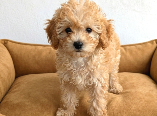 Kore Maltipoo görsel
