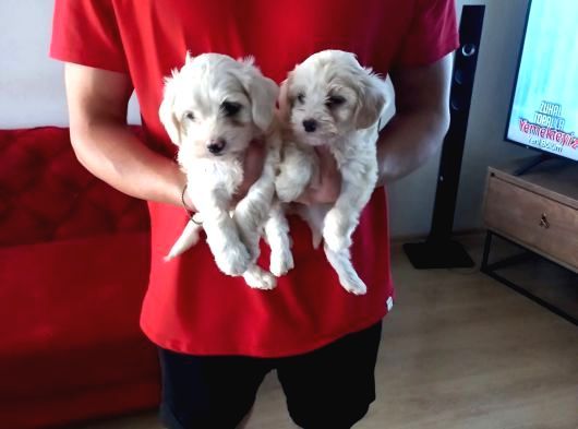 Topaç Gibi Maltipoo Bebeklerimiz görsel