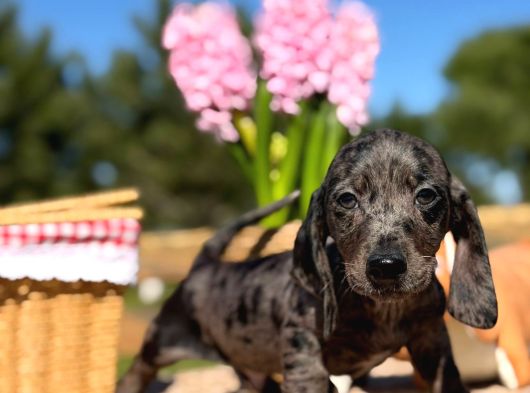 Black Silver Merle Dachund görsel