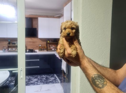 Çok Büyümeyen Minyatür Minnaklarım görsel
