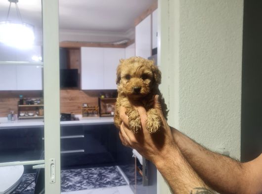 Çok Büyümeyen Minyatür Minnaklarım görsel