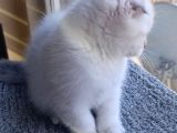 Scottish Fold