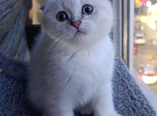 Scottish Fold görsel