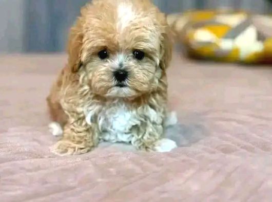 MALTİPOO CİNSİ YAVRULAR EV ÜRETİMİ
