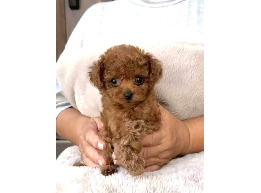 TOY POODLE SEVİMLİ YAVRULAR EV ÜRETİMİ