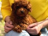 Toy Poodle Sevi̇mli̇ Yavrular Ev Üreti̇mi̇
