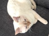 Sağlıklı Ve Uysal Scottish Erkek Kedi Kısır Ve Aşılı