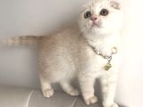 Scottish Fold Krem Gold Oğlum