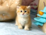 Anatomi̇ Hari̇kasigolden Bri̇ti̇sh Bebekler