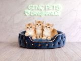 Anatomi̇ Hari̇kasigolden Bri̇ti̇sh Bebekler