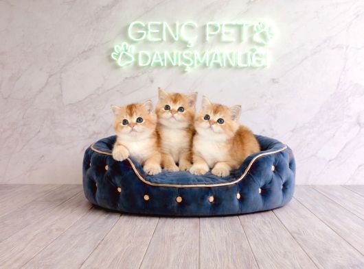 Anatomi̇ Hari̇kasigolden Bri̇ti̇sh Bebekler
