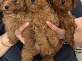 Red Brown Mükkemel Toy Poodle Yavrularım