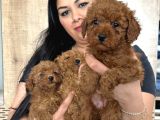 Red Brown Mükkemel Toy Poodle Yavrularım