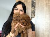 Ufacık Red Brown Toy Poodle Yavrularım