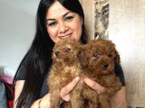 Ufacık Red Brown Toy Poodle Yavrularım
