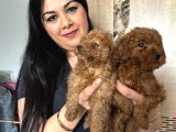 Ufacık Red Brown Toy Poodle Yavrularım