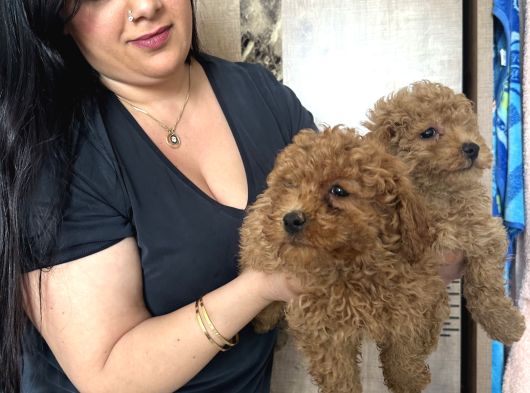 Kilo Garanti Toy Poodle Yavrularım görsel