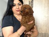 Red Brown Toy Poodle Yavrularım