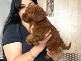 Red Brown Toy Poodle Yavrularım