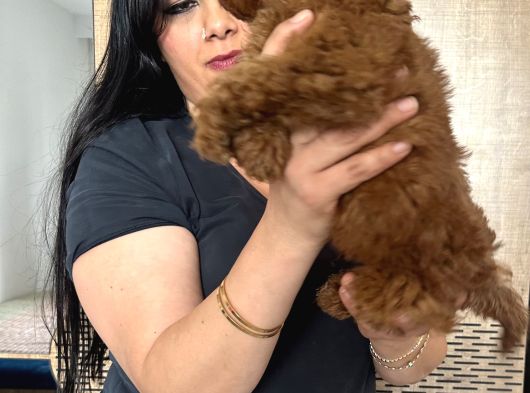 Red Brown Toy Poodle Yavrularım görsel