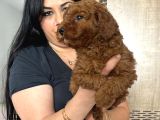 Red Brown Toy Poodle Yavrularım