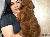 Red Brown Toy Poodle Yavrularım