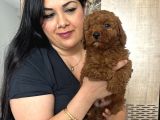 Red Brown Toy Poodle Yavrularım