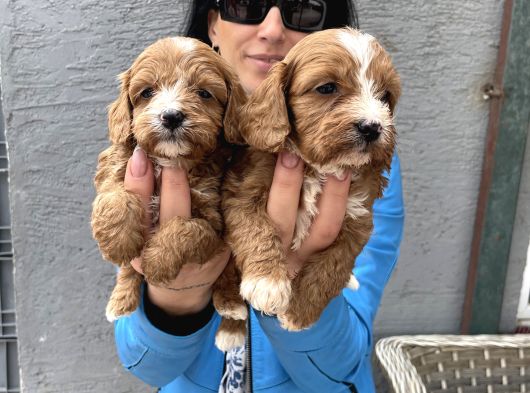 Maltipoo Ped Eğitinli Bebeklerim Yeni Aileleri Arıyor