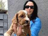 Maltipoo Ped Eğitinli Bebeklerim Yeni Aileleri Arıyor