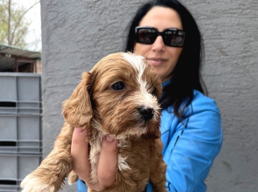 Maltipoo Ped Eğitinli Bebeklerim Yeni Aileleri Arıyor görsel