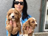 Maltipoo Ped Eğitinli Bebeklerim Yeni Aileleri Arıyor