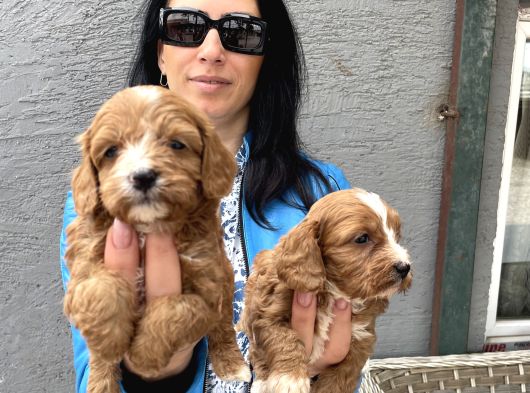 Maltipoo Ped Eğitinli Bebeklerim Yeni Aileleri Arıyor görsel