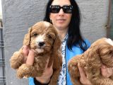 Maltipoo Ped Eğitinli Bebeklerim Yeni Aileleri Arıyor