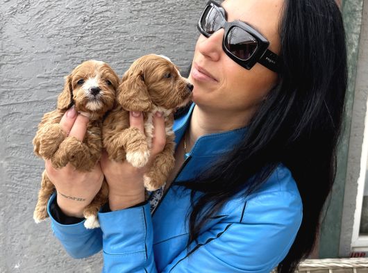 Maltipoo Ped Eğitinli Bebeklerim Yeni Aileleri Arıyor görsel