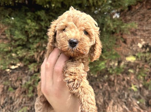 Toy Poodle Yavrular  Özenle Büyütülmüş Seçkin Kan görsel