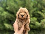 Toy Poodle Yavrular  Özenle Büyütülmüş Seçkin Kan