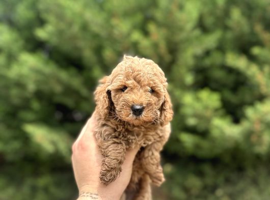 Toy Poodle Yavrular  Özenle Büyütülmüş Seçkin Kan görsel
