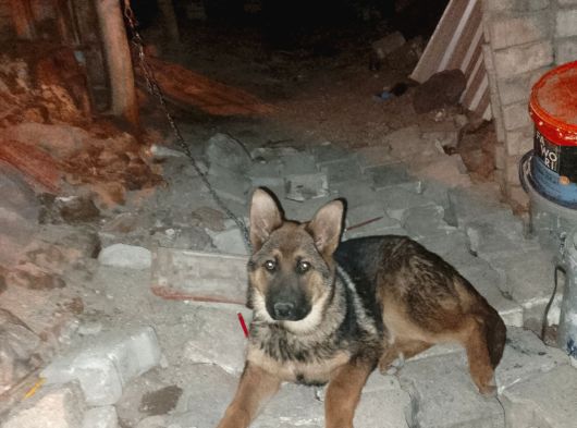 Safkan Di̇şi̇ Alman Kurdu