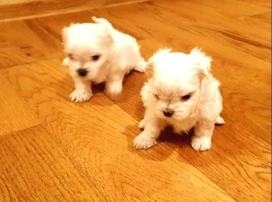 Xs Maltese Bebekler