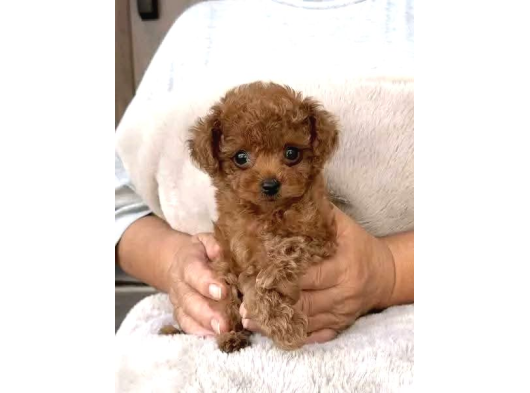 Toy Poodle Sevi̇mli̇ Yavrular Ev Üreti̇mi̇