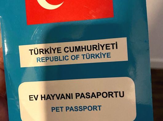 Latte 5 Yaşında Maltipoo görsel