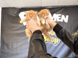 Top Kafa Scottish Fold Yavrulari Fenomen Pet Shop Ankara