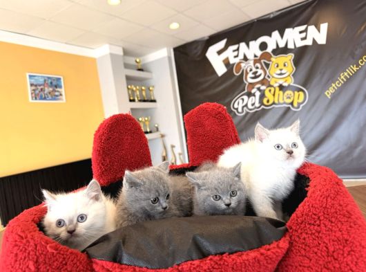 Top Kafa Scottish Fold Yavrulari Fenomen Pet Shop Ankara görsel