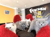 Top Kafa Scottish Fold Yavrulari Fenomen Pet Shop Ankara