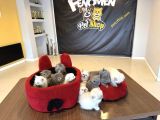 Top Kafa Scottish Fold Yavrulari Fenomen Pet Shop Ankara