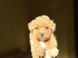 Korea Teacup Maltipoo Bebekler