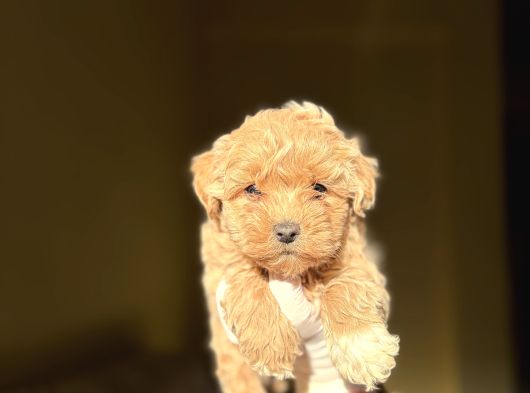 Korea Teacup Maltipoo Bebekler görsel